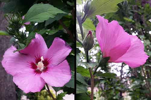 Hibiscus syriacus Linné, 1753 #46027