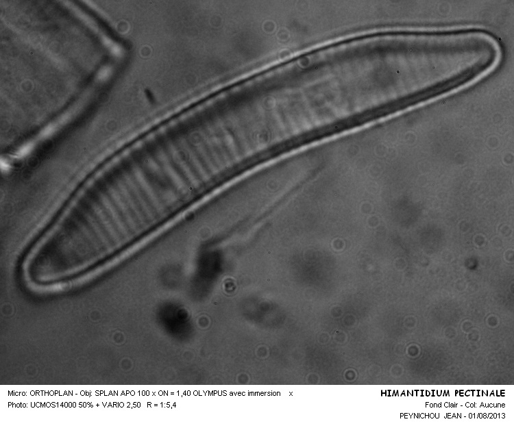 HIMANTIDIUM PECTINALE #32992