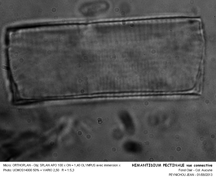 HIMANTIDIUM PECTINALE #32993