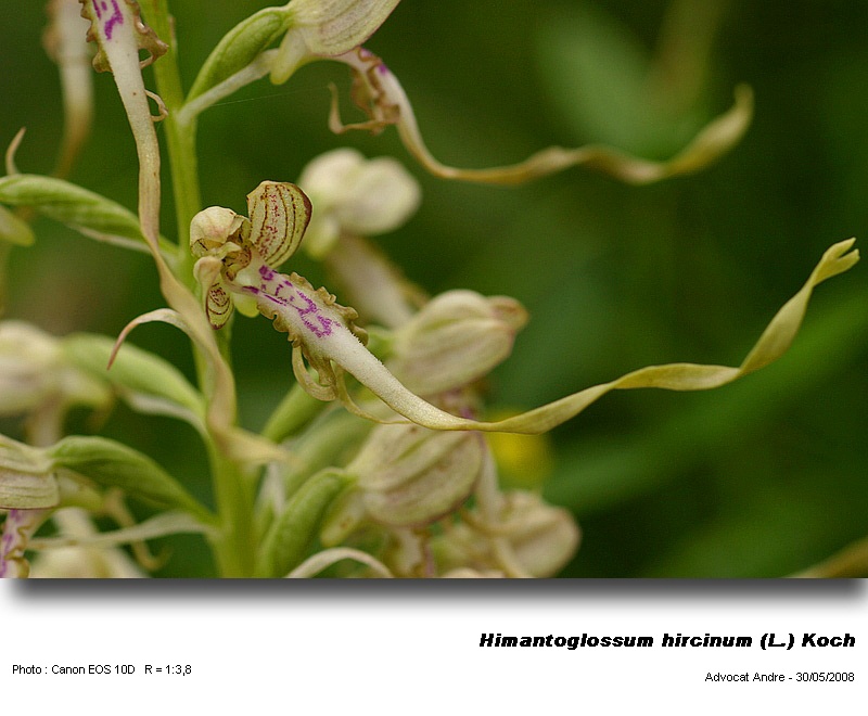 Himantoglossum hircinum (L.) Koch (Orchis bouc) #4171
