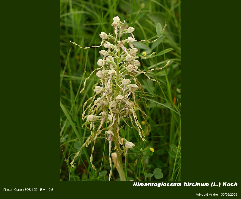 Himantoglossum hircinum (L.) Koch (Orchis bouc) #4169