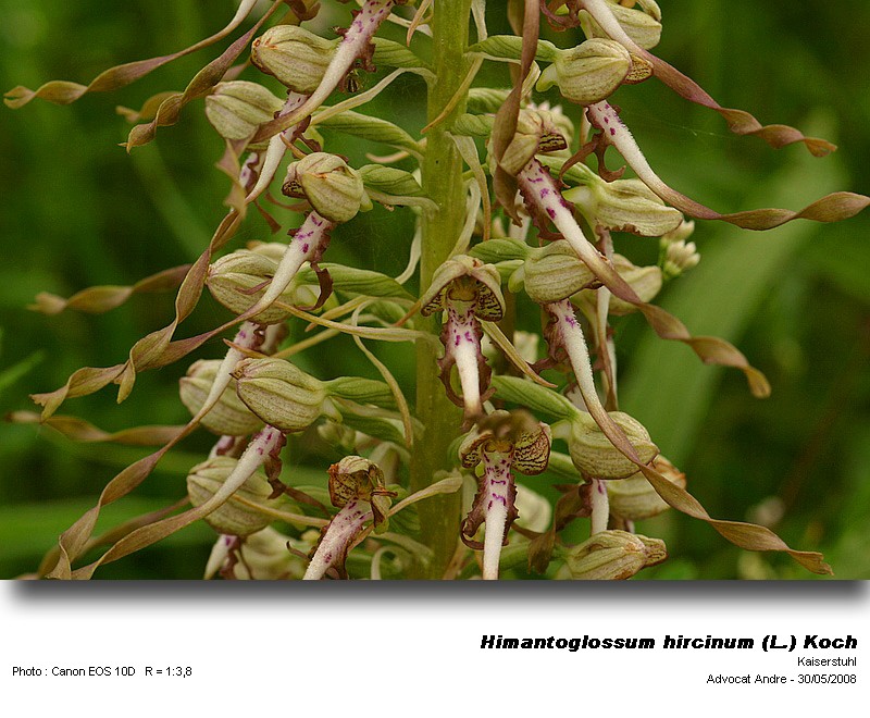 Himantoglossum hircinum (L.) Koch (Orchis bouc) #4170