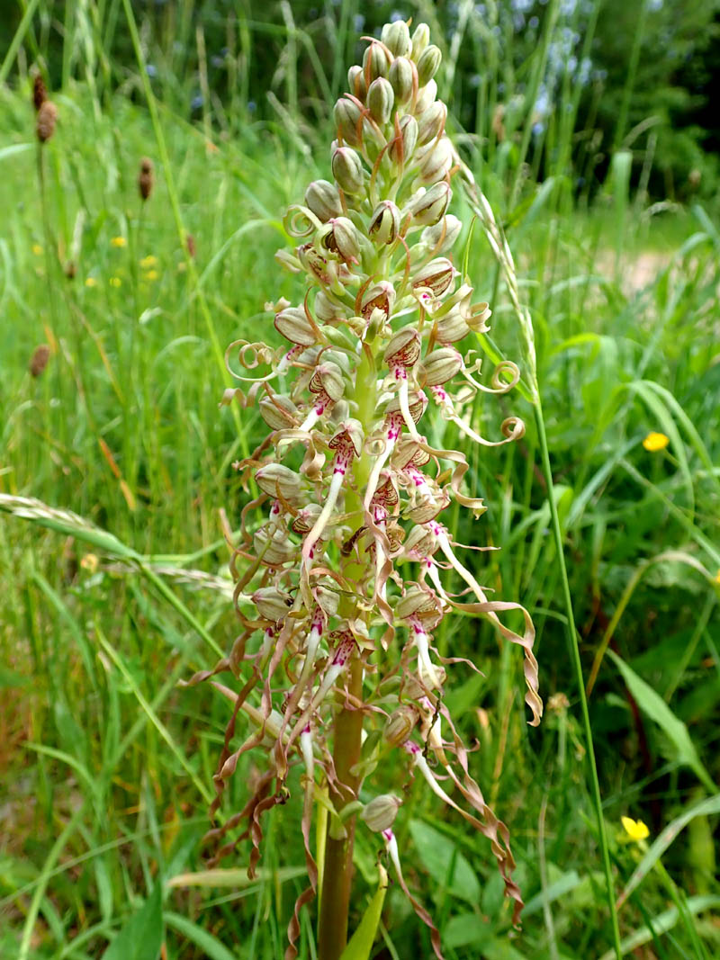 Himantoglossum hircinum (L.) Koch (Orchis bouc) #59698