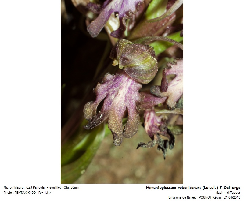 Himantoglossum robertianum (Loisel.) P.Delforge #15798