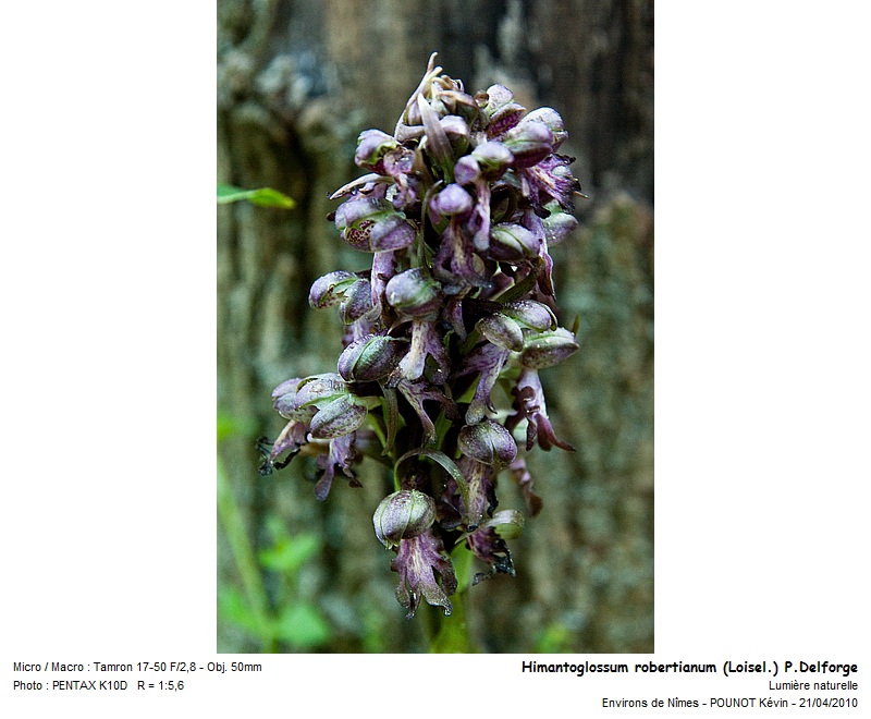 Himantoglossum robertianum (Loisel.) P.Delforge #15797
