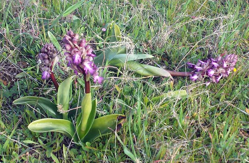 Himantoglossum robertianum #48910