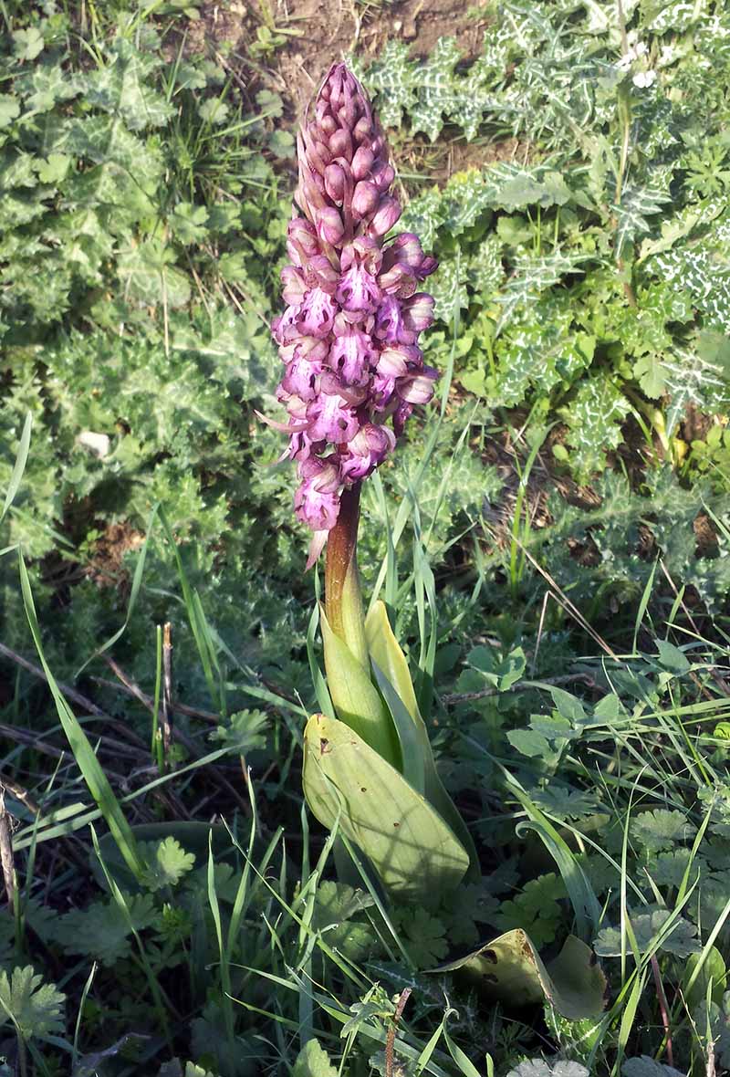 Himantoglossum robertianum #48912