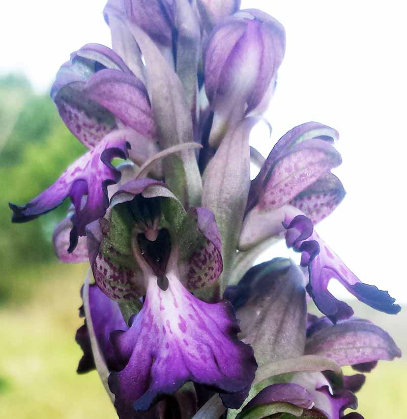 Himantoglossum robertianum #48911