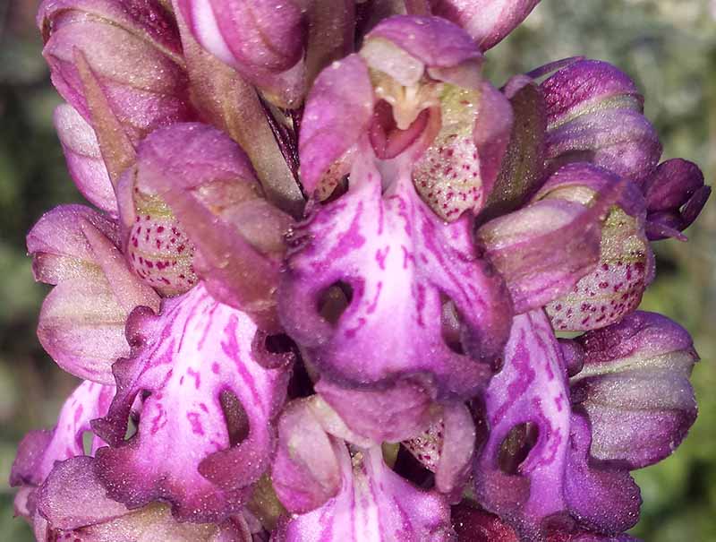Himantoglossum robertianum #48914