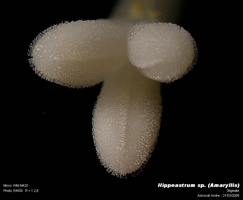 Hippeastrum sp. (Amaryllis) #2987