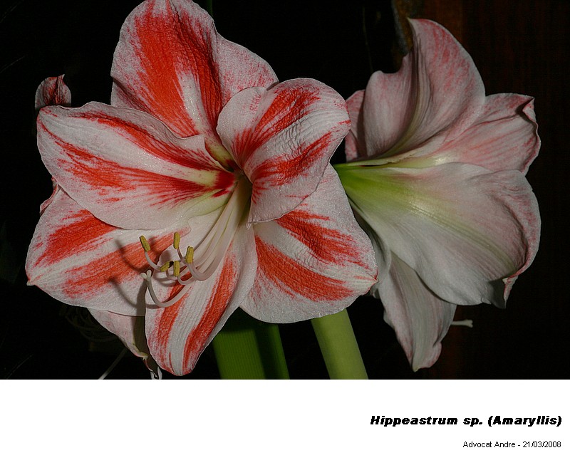 Hippeastrum sp. (Amaryllis) #2986