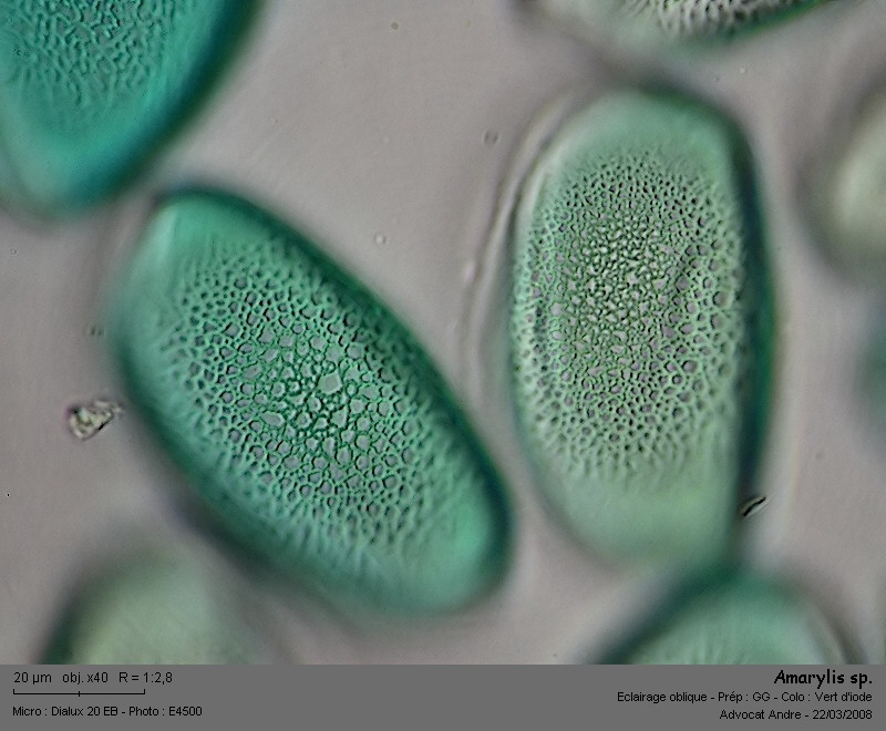 Hippeastrum sp. (Amaryllis) #2990