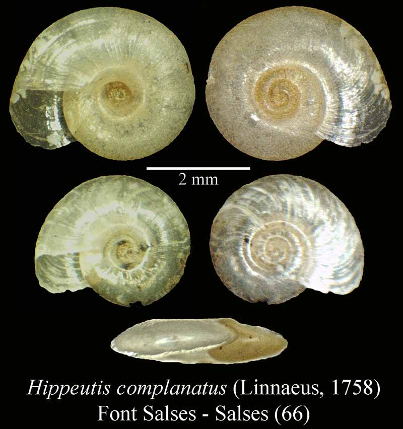 Hippeutis complanatus #44095