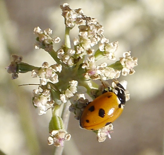 Hippodamia variegata #52368