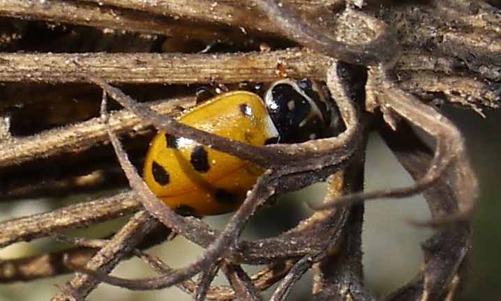 Hippodamia variegata #52370