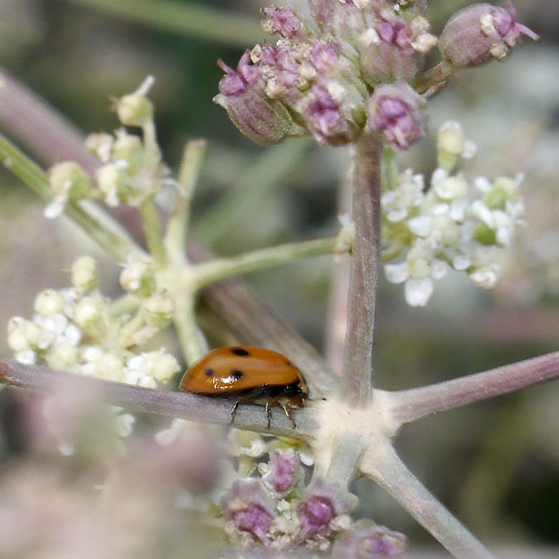 Hippodamia variegata #52367