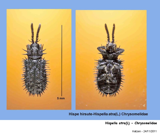 Hispella atra (L)-Chrysomelidae- Hispe hirsute #24806