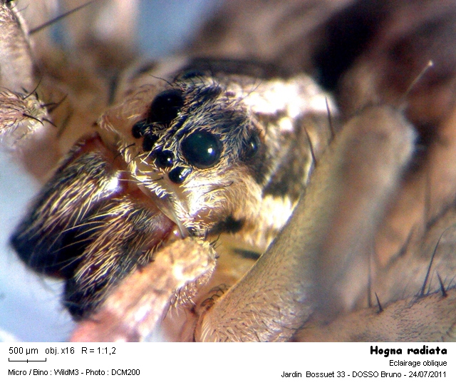 Hogna  radiata #23289