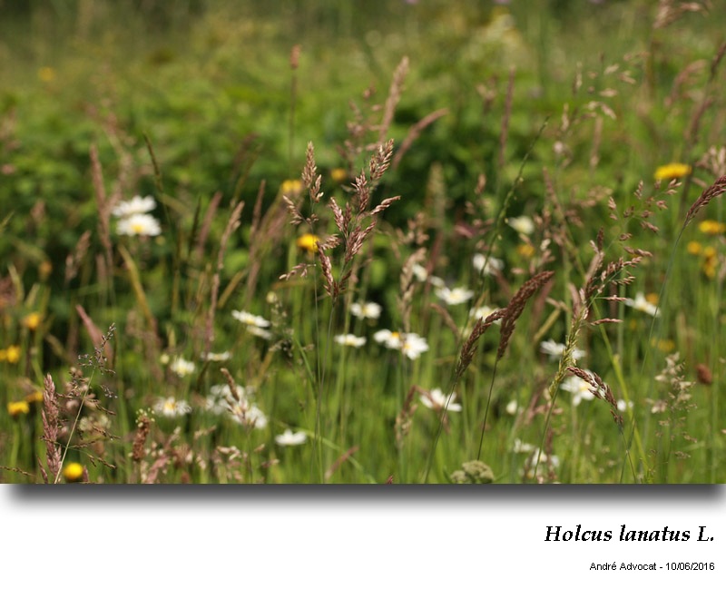 Holcus lanatus L. #45796