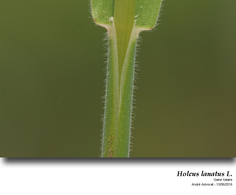 Holcus lanatus L. #45798