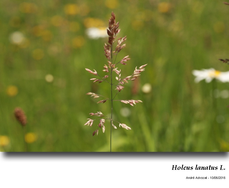 Holcus lanatus L. #45797