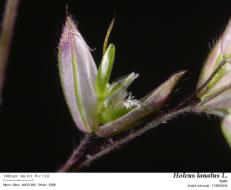 Holcus lanatus L. #45800
