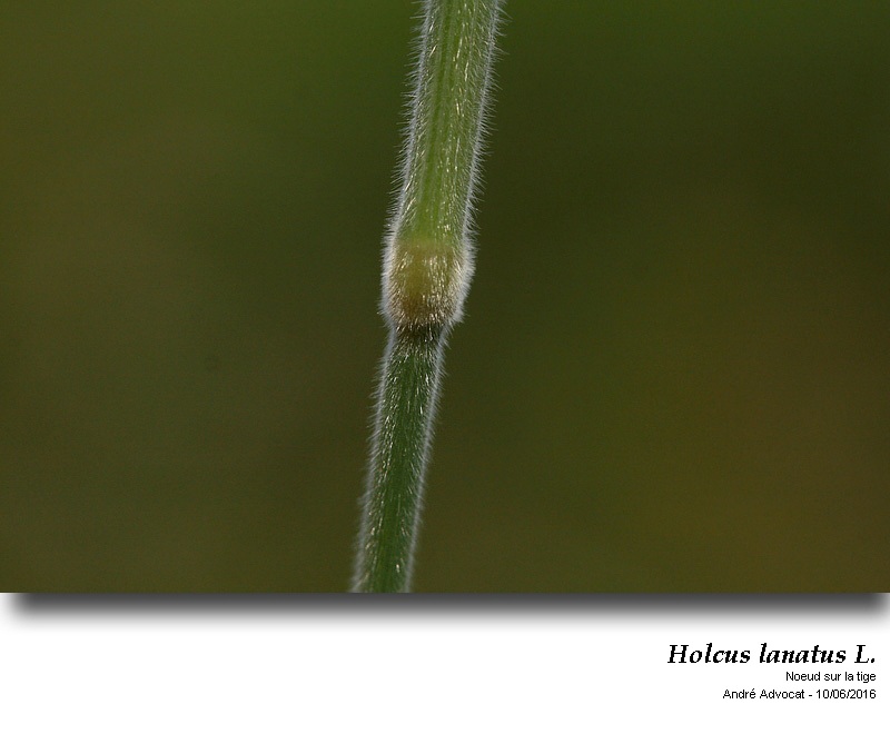 Holcus lanatus L. #45799