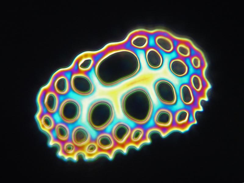 Holothuria poli [Echinoderme] #59199