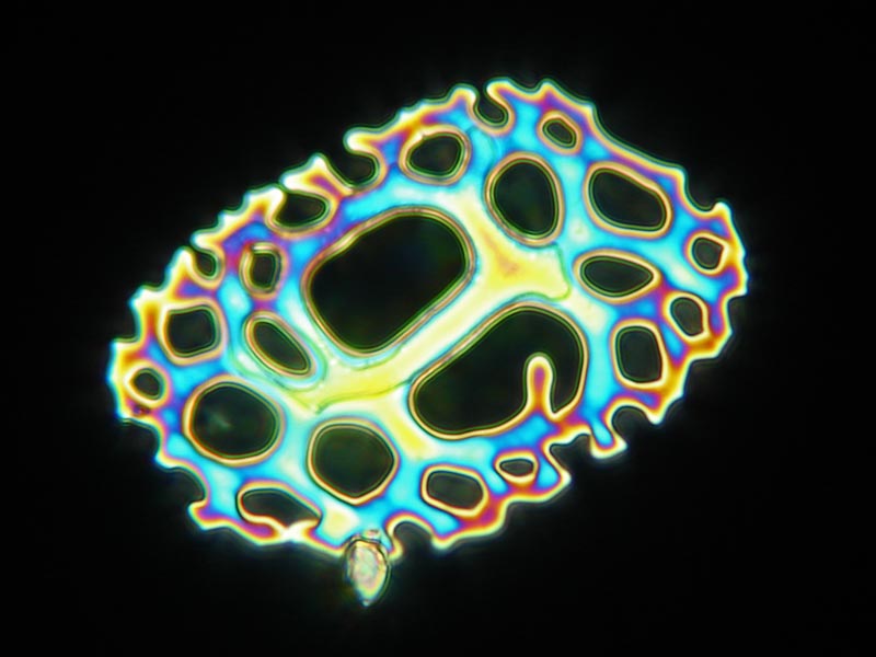 Holothuria poli [Echinoderme] #59198