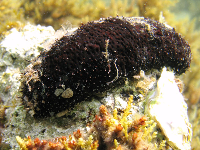 Holothuria poli [Echinoderme] #59143