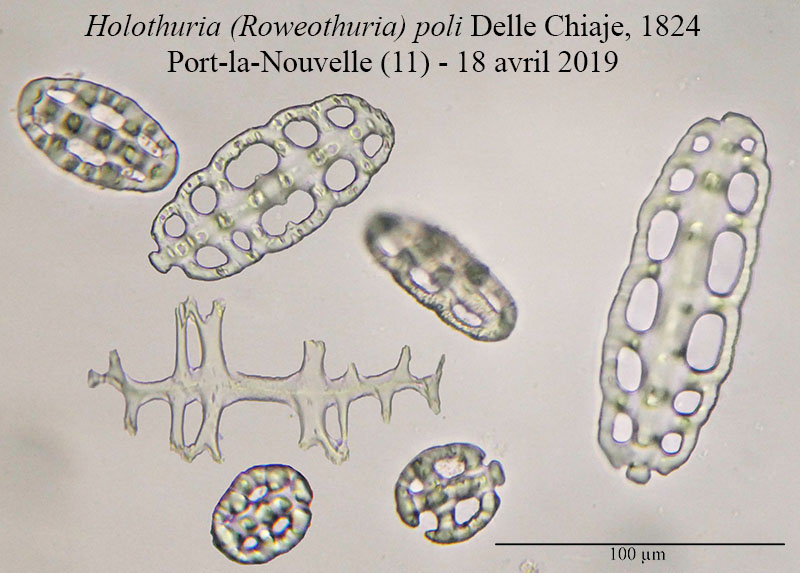 Holothuria poli [Echinoderme] #59141