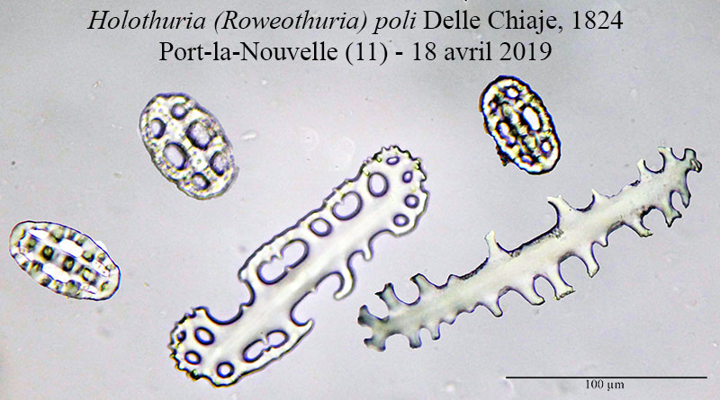 Holothuria poli [Echinoderme] #59140