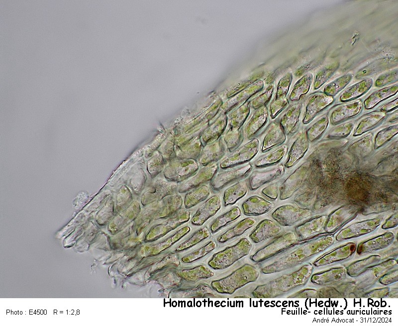 Homalothecium lutescens (Hedw.)H.Rob. #81219