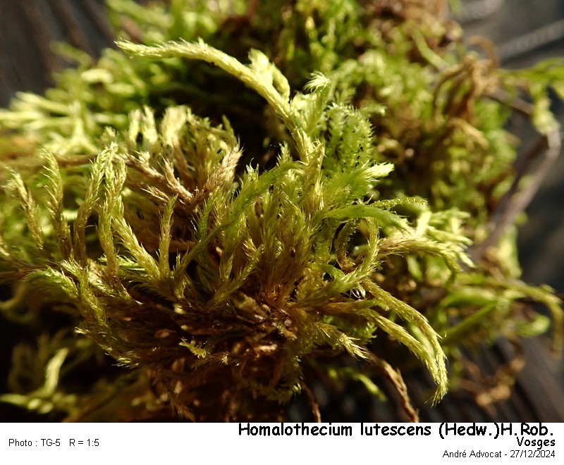 Homalothecium lutescens (Hedw.)H.Rob. #81217