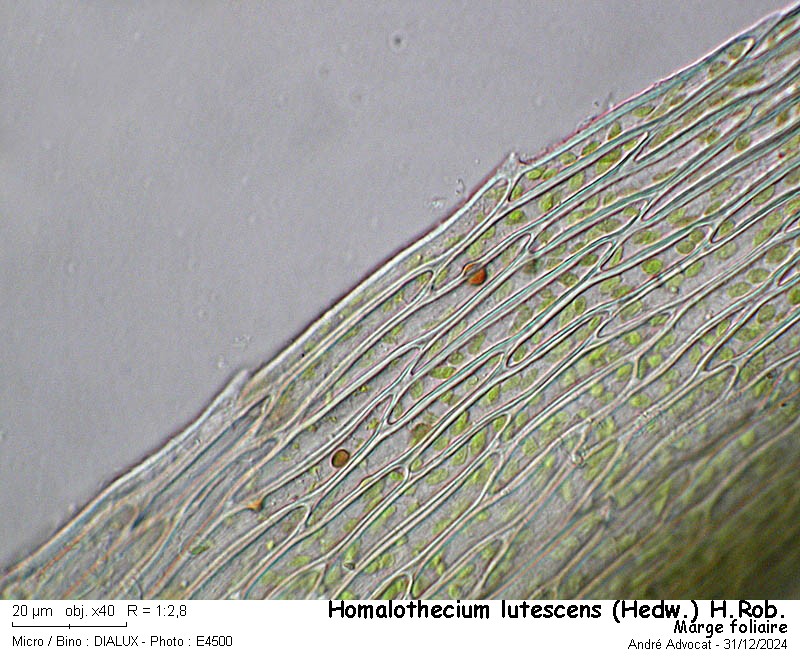 Homalothecium lutescens (Hedw.)H.Rob. #81221