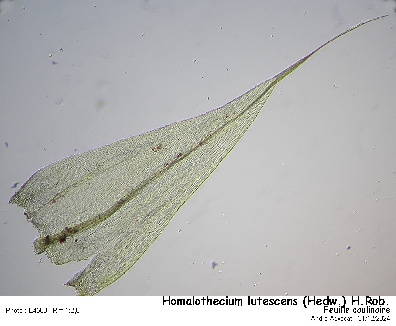 Homalothecium lutescens (Hedw.)H.Rob. #81218