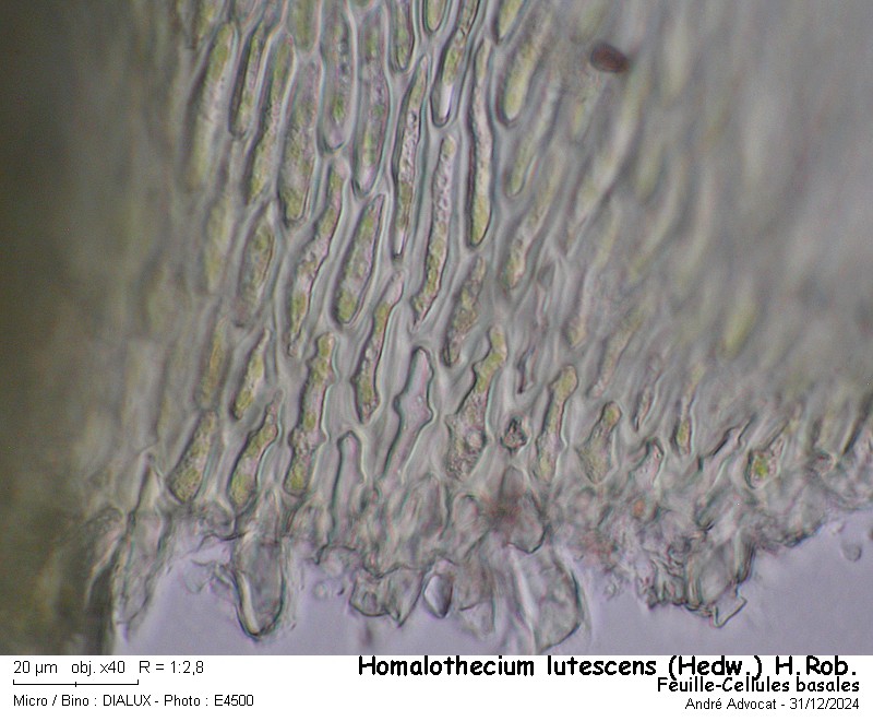 Homalothecium lutescens (Hedw.)H.Rob. #81220