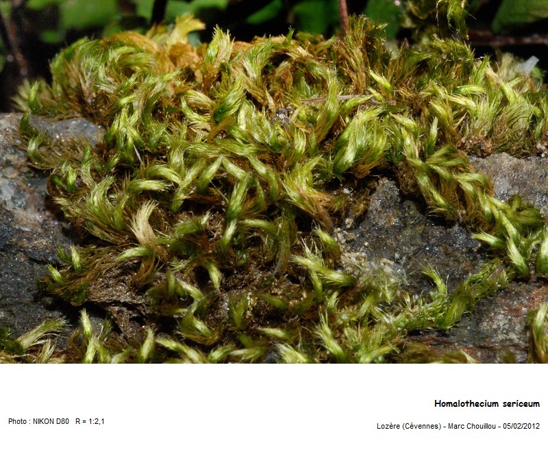 Homalothecium sericeum (Hedw.) Schimp #39060