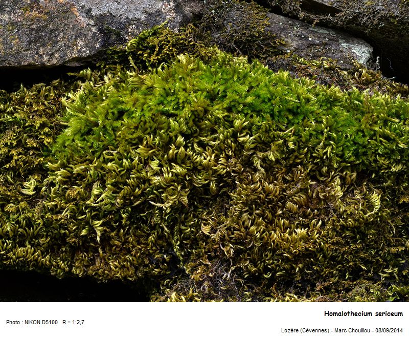 Homalothecium sericeum (Hedw.) Schimp #39059