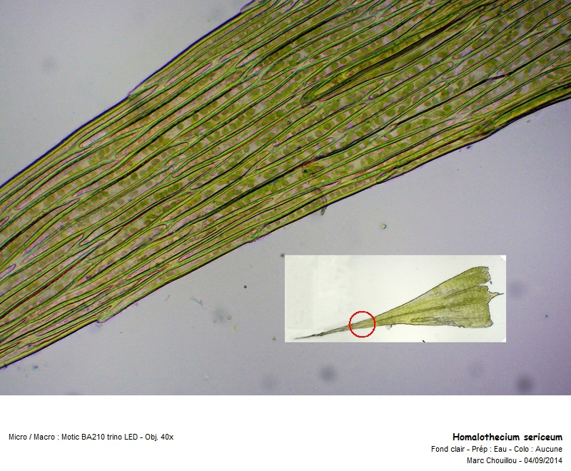 Homalothecium sericeum (Hedw.) Schimp #39064