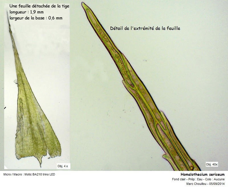 Homalothecium sericeum (Hedw.) Schimp #39063