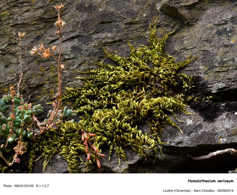 Homalothecium sericeum (Hedw.) Schimp #39055