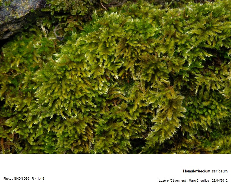 Homalothecium sericeum (Hedw.) Schimp #39058
