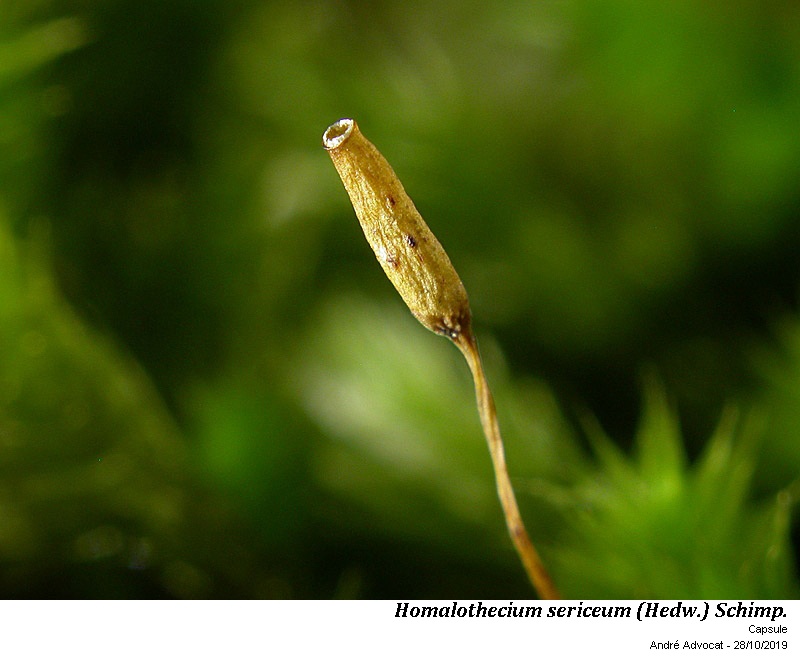 Homalothecium sericeum (Hedw.) Schimp. #60801