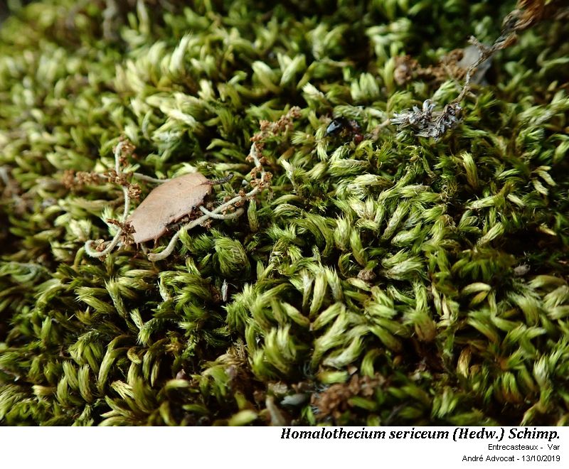 Homalothecium sericeum (Hedw.) Schimp. #60799