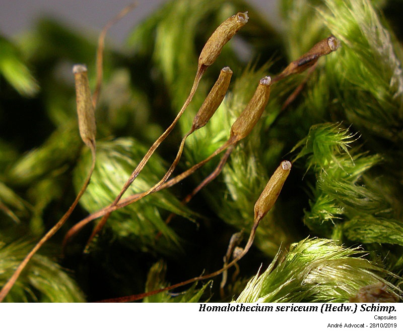 Homalothecium sericeum (Hedw.) Schimp. #60800