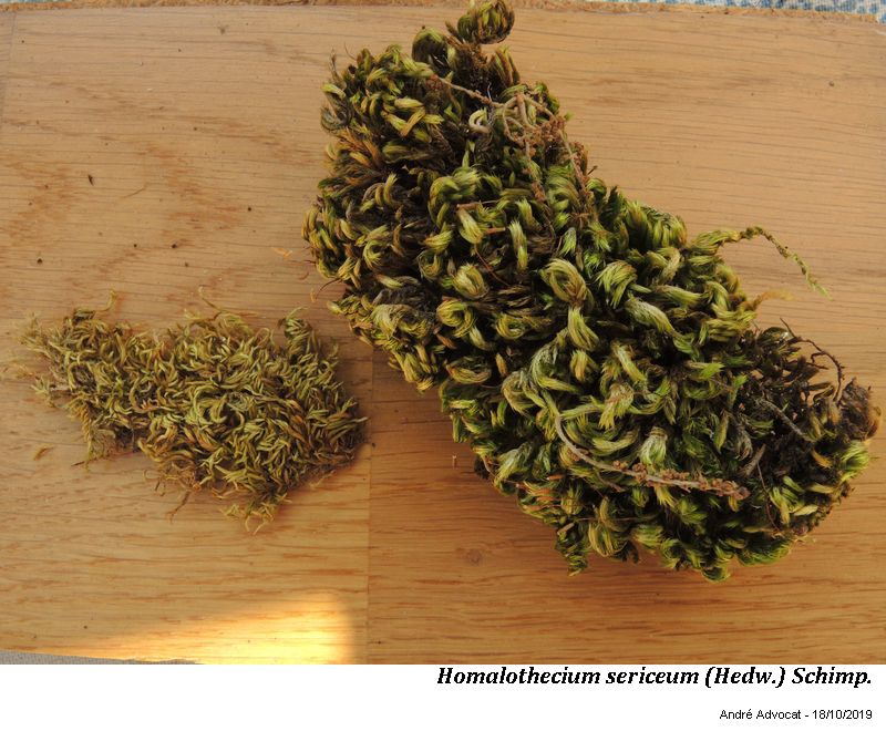 Homalothecium sericeum (Hedw.) Schimp. #60797