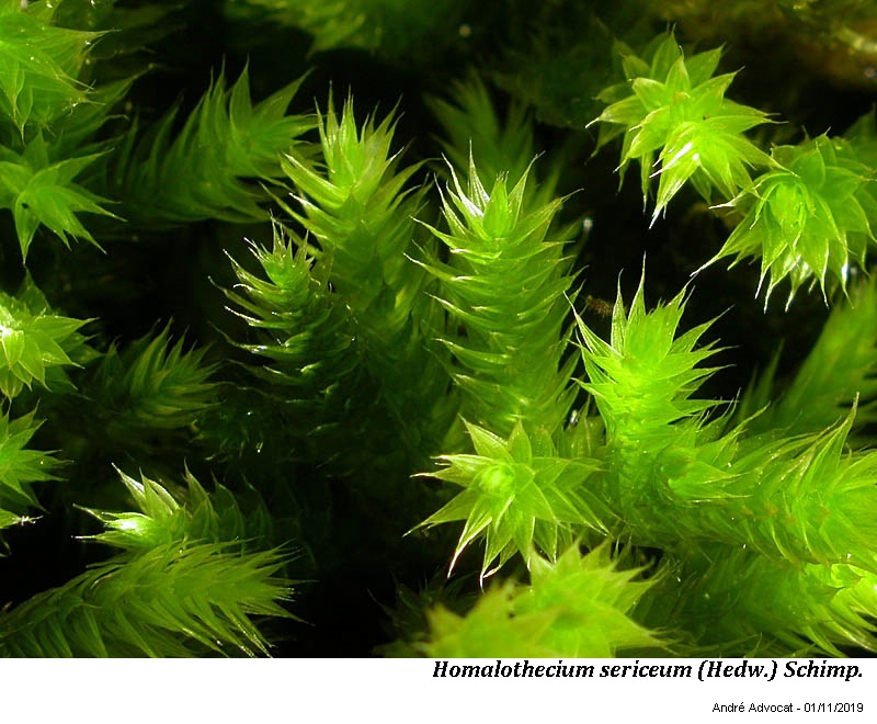 Homalothecium sericeum (Hedw.) Schimp. #60798