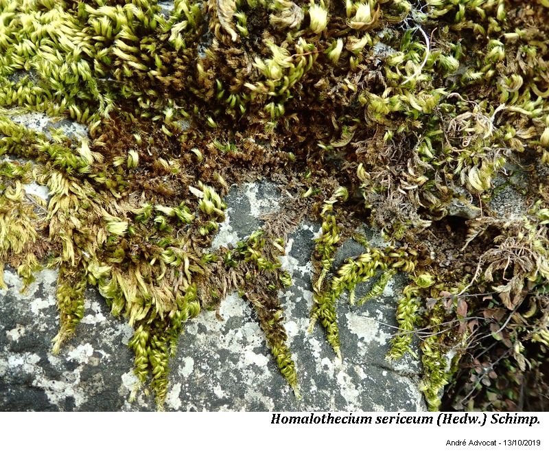 Homalothecium sericeum (Hedw.) Schimp. #60795