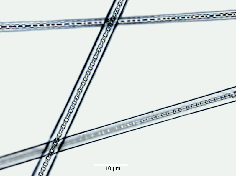 Homoeocladia penicillata #52991